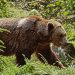 First Grizzly Bear Fatality Recorded in Alaska’s Park as Bear Attacks and Kills Hunter