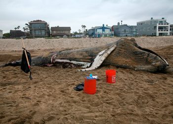 Officials Dispose of Hundreds of Dead Whales Beached In Australia after End to Rescue Efforts