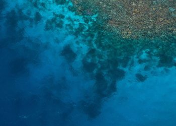 Coral Reef Taller than Empire State Building Discovered in Australia’s Great Barrier Reef