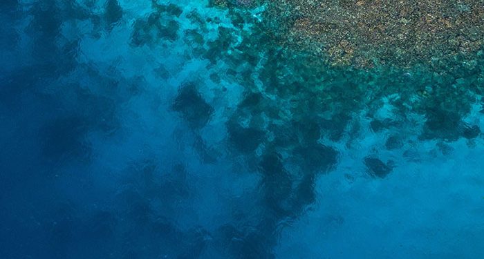 Coral Reef Taller than Empire State Building Discovered in Australia’s Great Barrier Reef