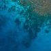 Coral Reef Taller than Empire State Building Discovered in Australia’s Great Barrier Reef