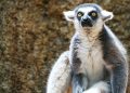 Missing Lemur Believed to Have Been Stolen In San Francisco Found and Returned to Zoo
