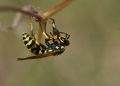 Scientists Successfully Remove 98 Murder Hornets from a Family’s Backyard