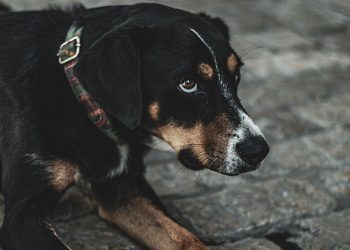 Argument over a Dog by Two Men Leads to the Shooting of Eight People in Nashville