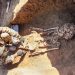 How Humans Survived Wars with Neanderthals Hundreds of Years Ago