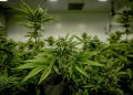 New Zealand Legalizes Euthanasia But Bans the Use of Marijuana