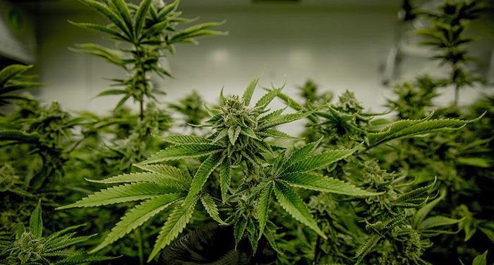 New Zealand Legalizes Euthanasia But Bans the Use of Marijuana