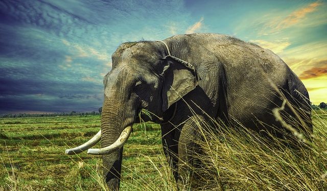 Traumatized and World’s Loneliest Elephant Finally Finds New Abode in Cambodia