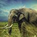 Traumatized and World’s Loneliest Elephant Finally Finds New Abode in Cambodia