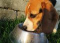 FDA Recalls More Dog Foods after 70 Dogs Died from Suspected Aflatoxin Poisoning