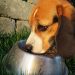 FDA Recalls More Dog Foods after 70 Dogs Died from Suspected Aflatoxin Poisoning