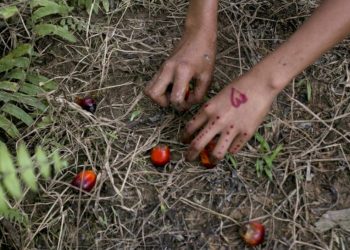 Girl Scouts Call on Its Cookie Bakers to Eschew Child Labor in Palm Plantations