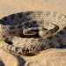 Scientists Reveal the Mystery behind the Way Sidewinder Snakes Move-in Deserts